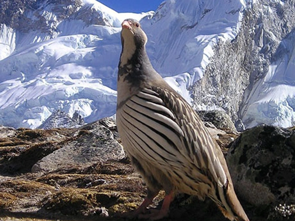 Best Time to Go Trekking in Nepal