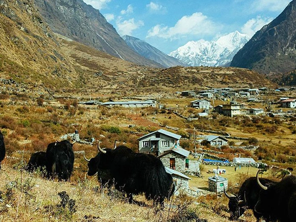 Langtang Valley Trek Cost