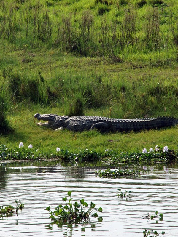 Jungle Safari in Nepal