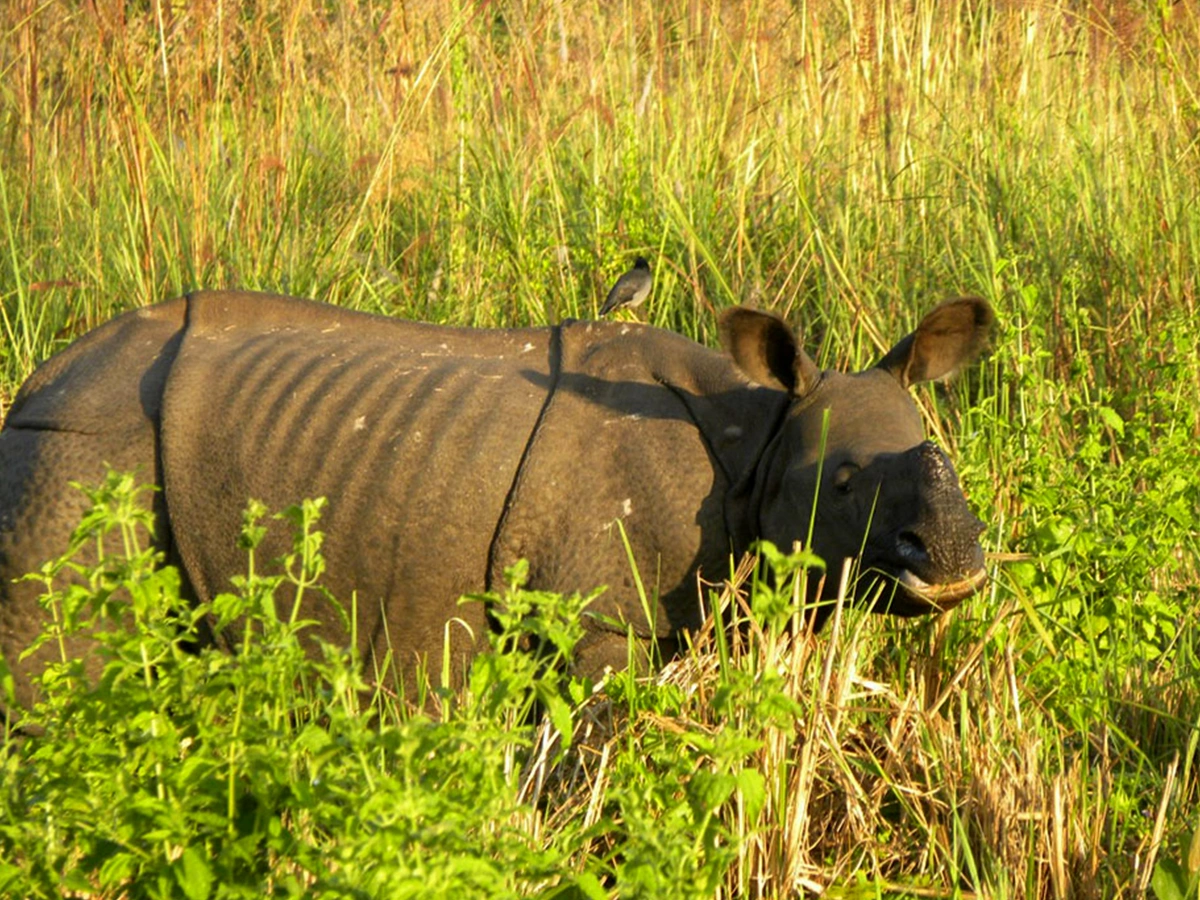 Bardiya National Park Jungle Safari