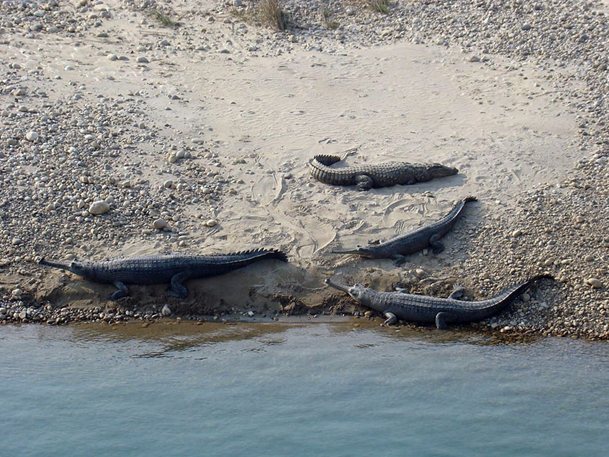 Bardiya National Park Jungle Safari