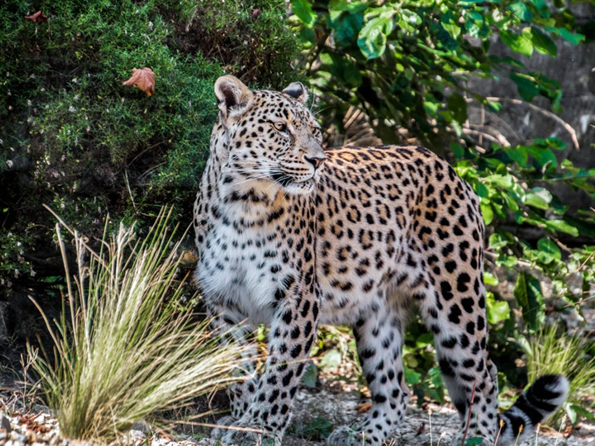 Bardiya National Park Jungle Safari