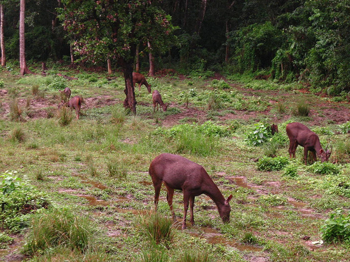 Chitwan National Park Jungle Safari