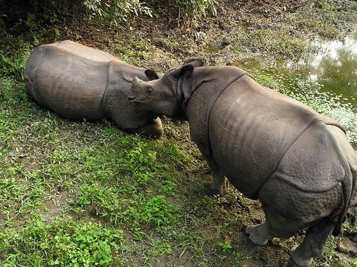 Chitwan National Park Jungle Safari