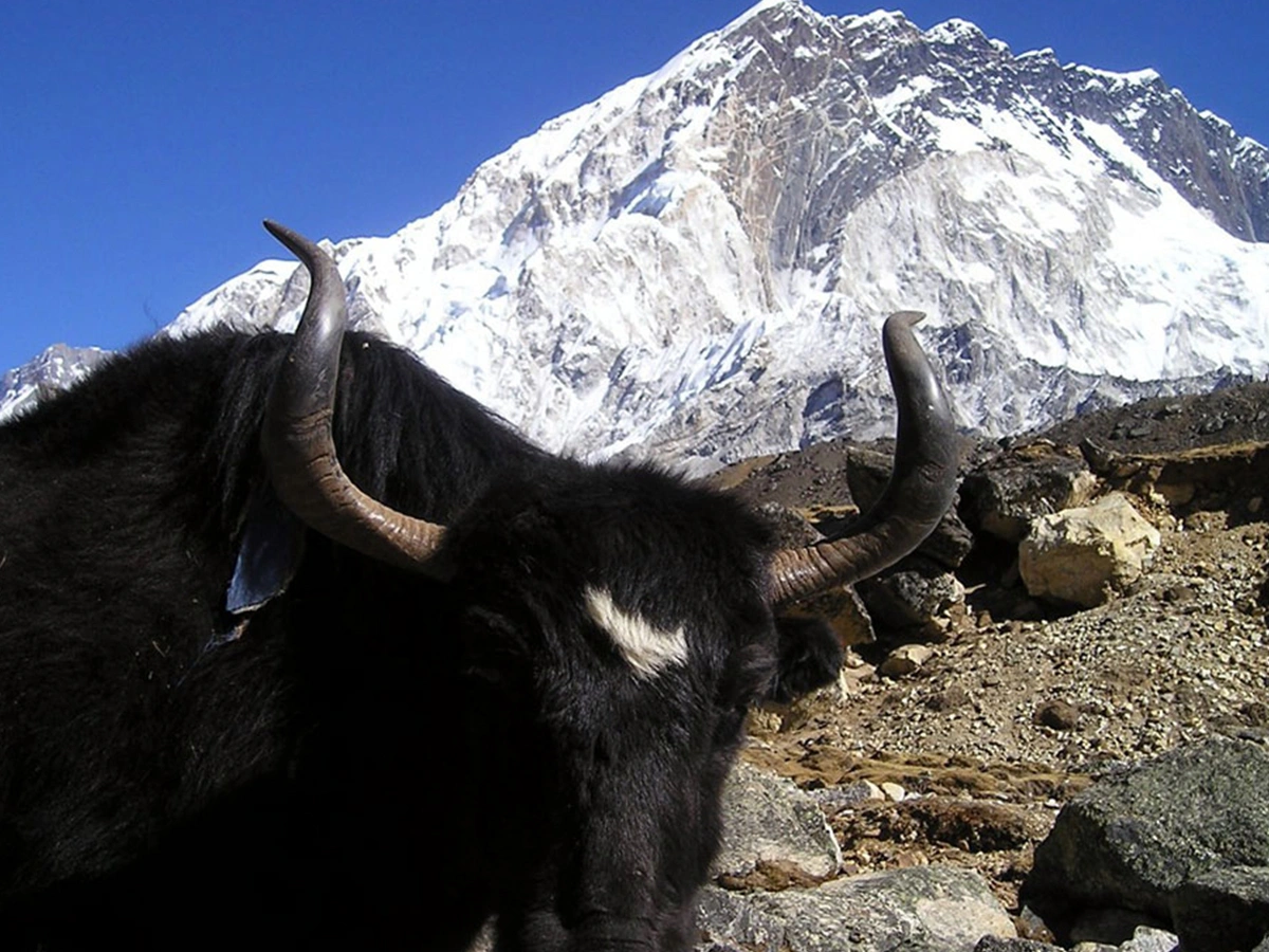 Three Pass Everest Base Camp Trekking