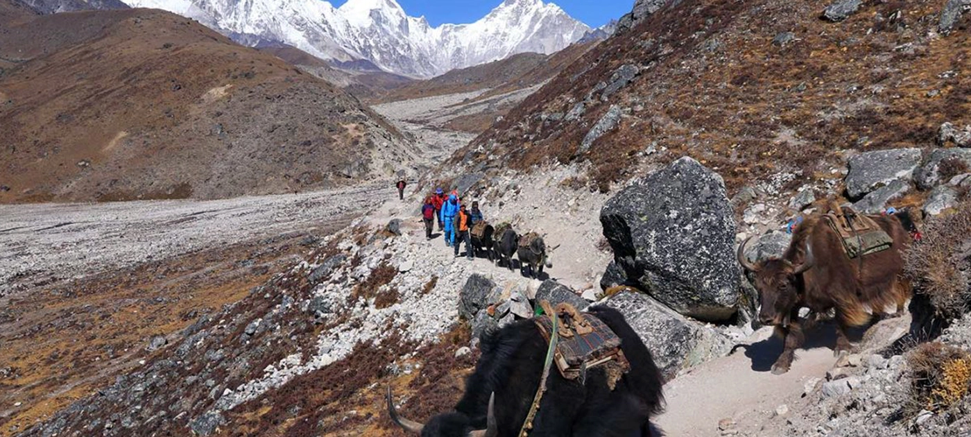 What Animals Live on Mount Everest