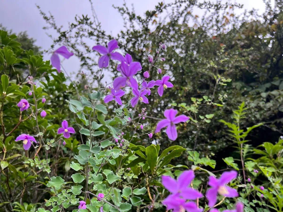 Manaslu Circuit Hike
