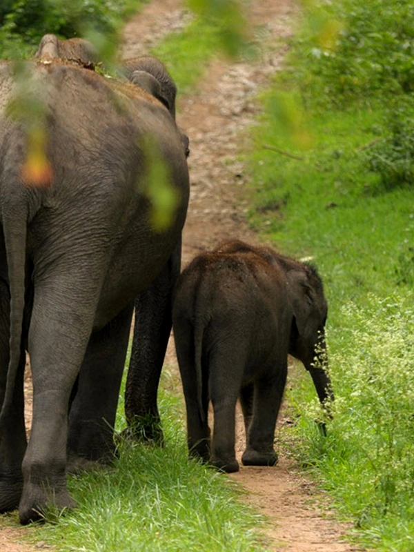 Bardiya National Park Jungle Safari