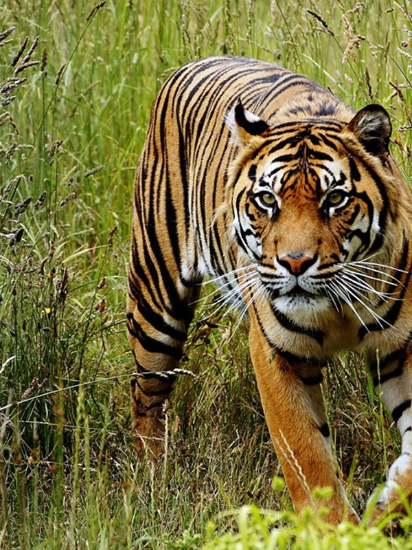 Chitwan National Park Jungle Safari